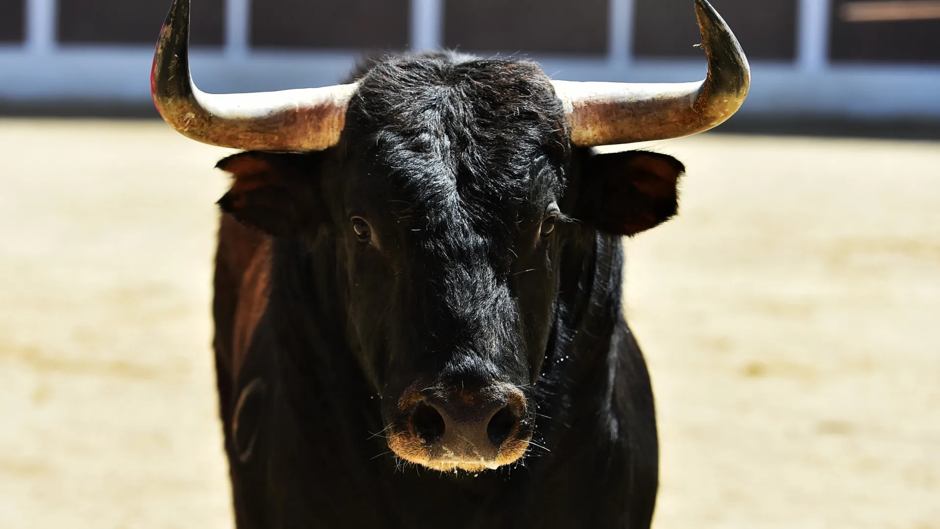 
                    Homem morre colhido por touro durante festividades em Espanha
                