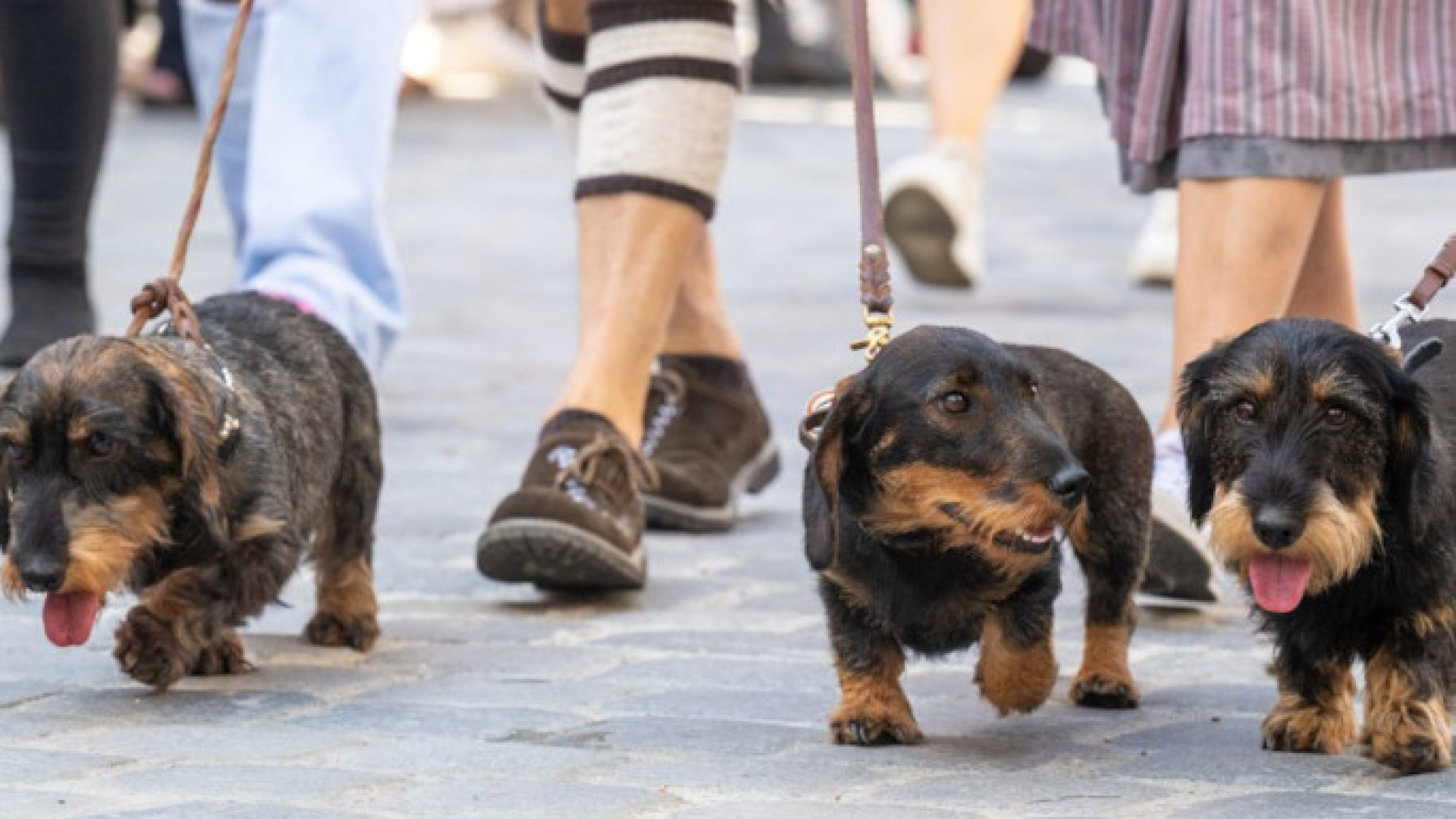 Passeio com quase 900 cães salsicha ganha recorde no Guinness. As imagens