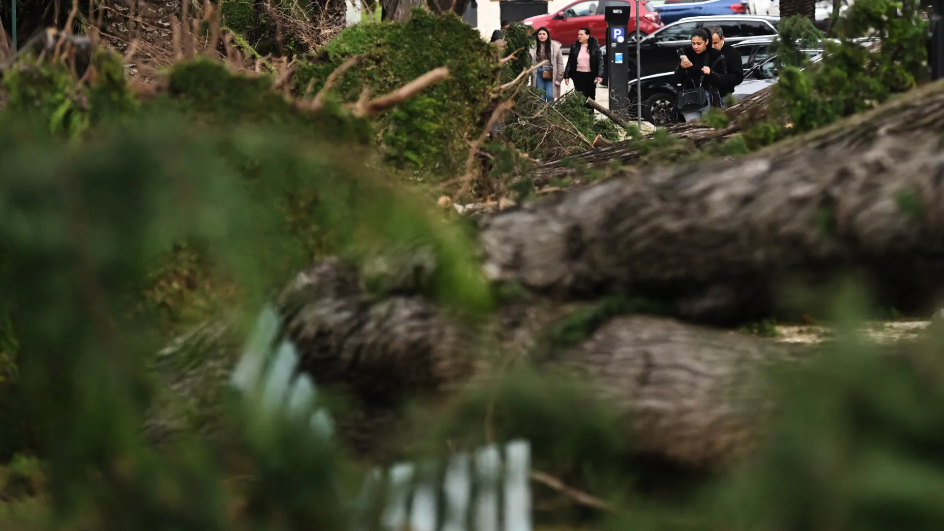 
                    Lisboa com 56 ocorrências devido ao mau tempo (maioria queda de árvores)
                