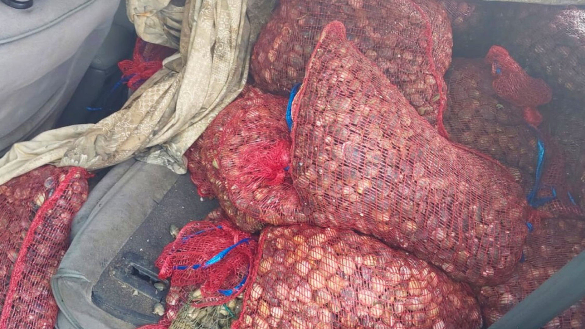 Apreendidas sete toneladas de amêijoa apanhada no Tejo. Há 11 detidos