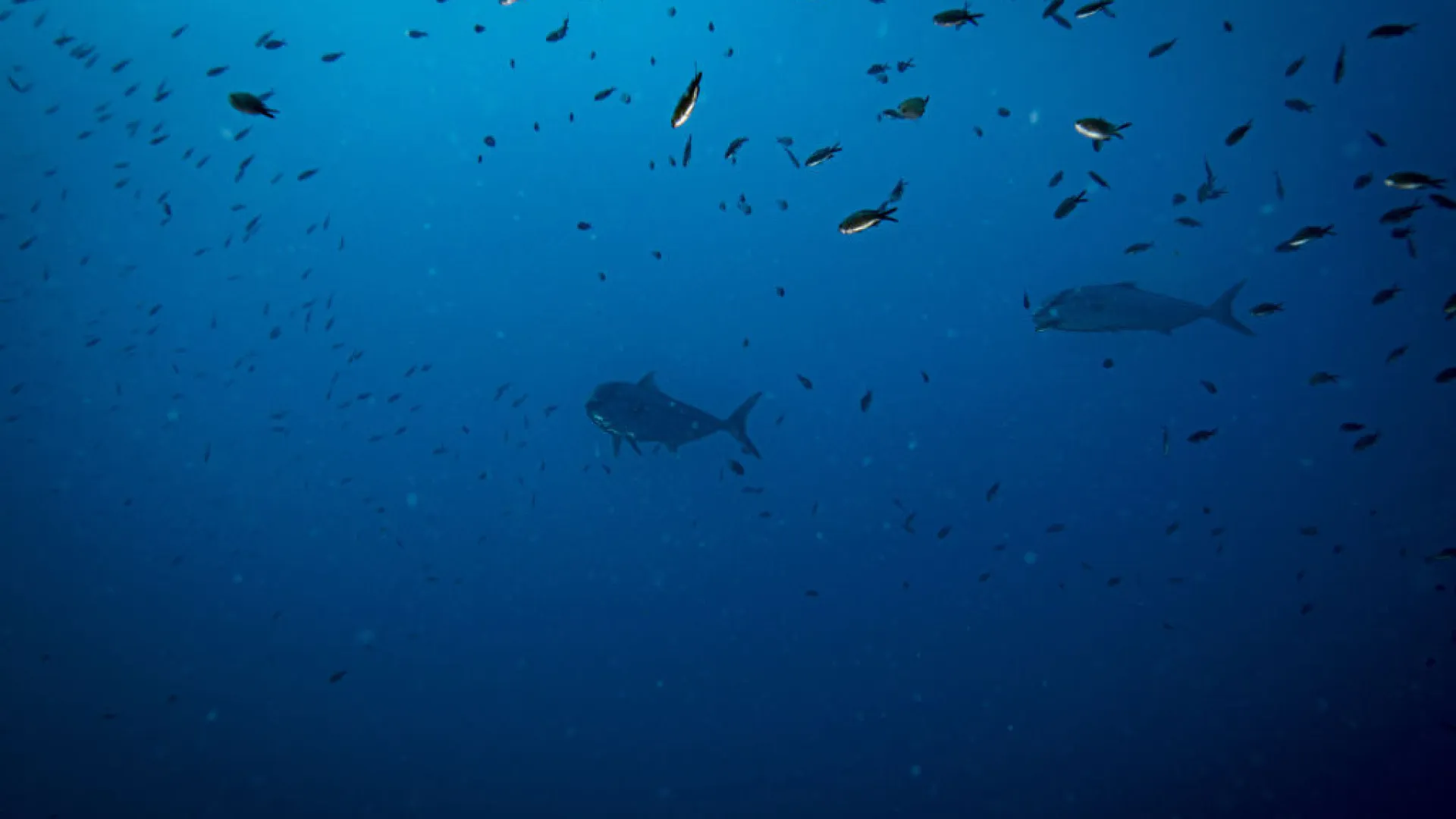 
                    Tubarão filmado nas profundezas das águas geladas da Antártica. Veja
                