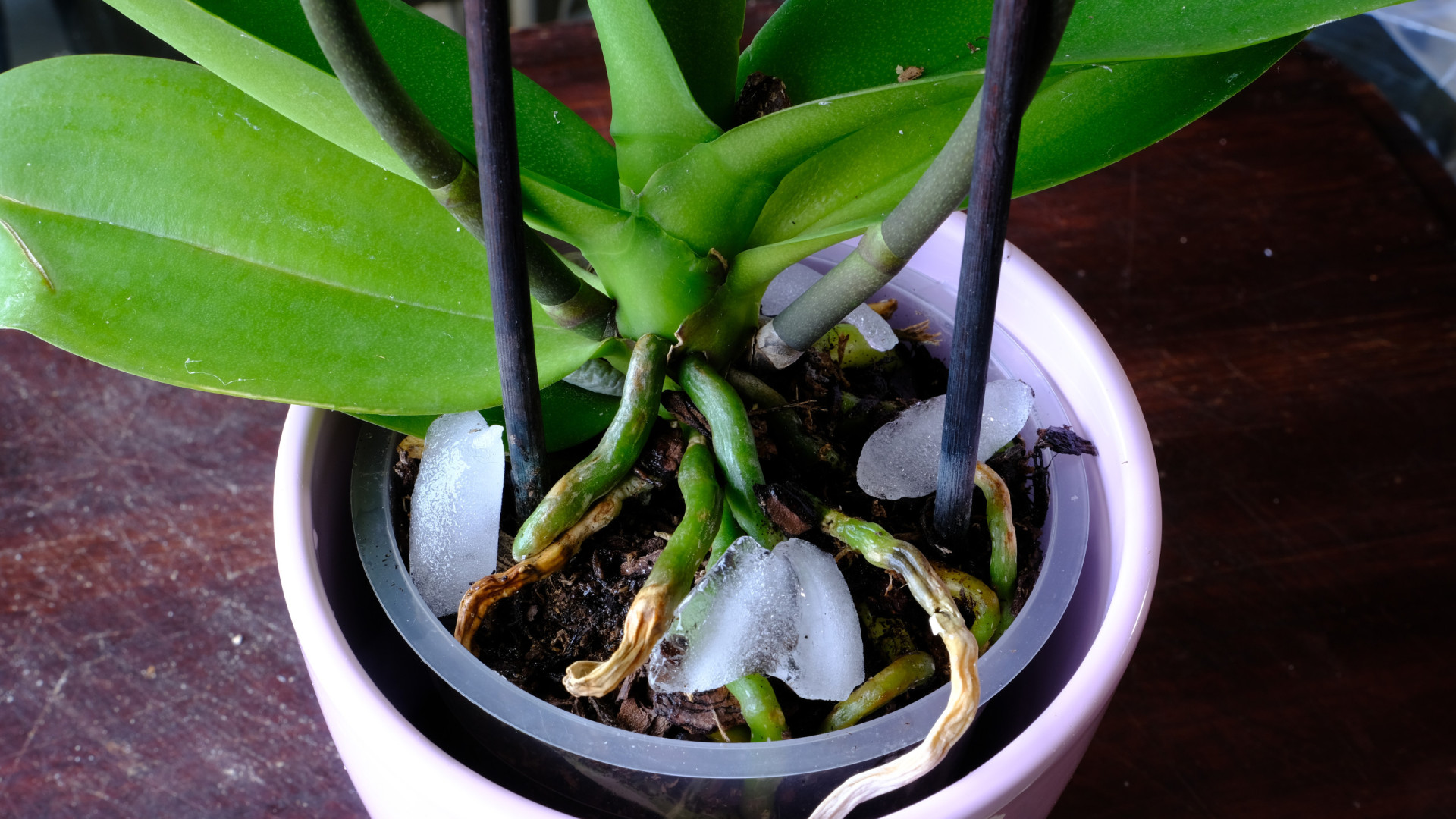 Dica de especialista: Da próxima vez que regar a sua orquídea use… gelo