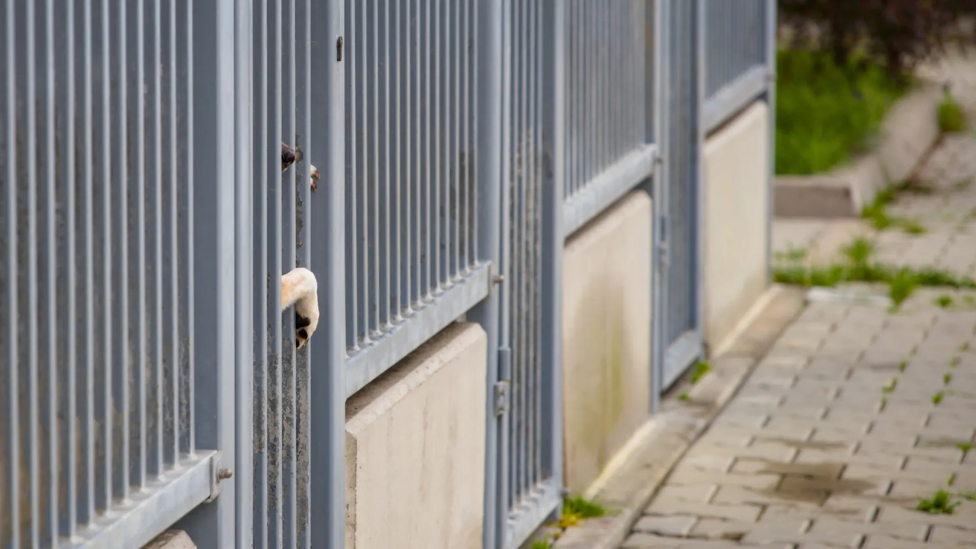 
                    Canil de Foz Côa sem fiscalização ou veterinário reconhecido por ser ilegal
                