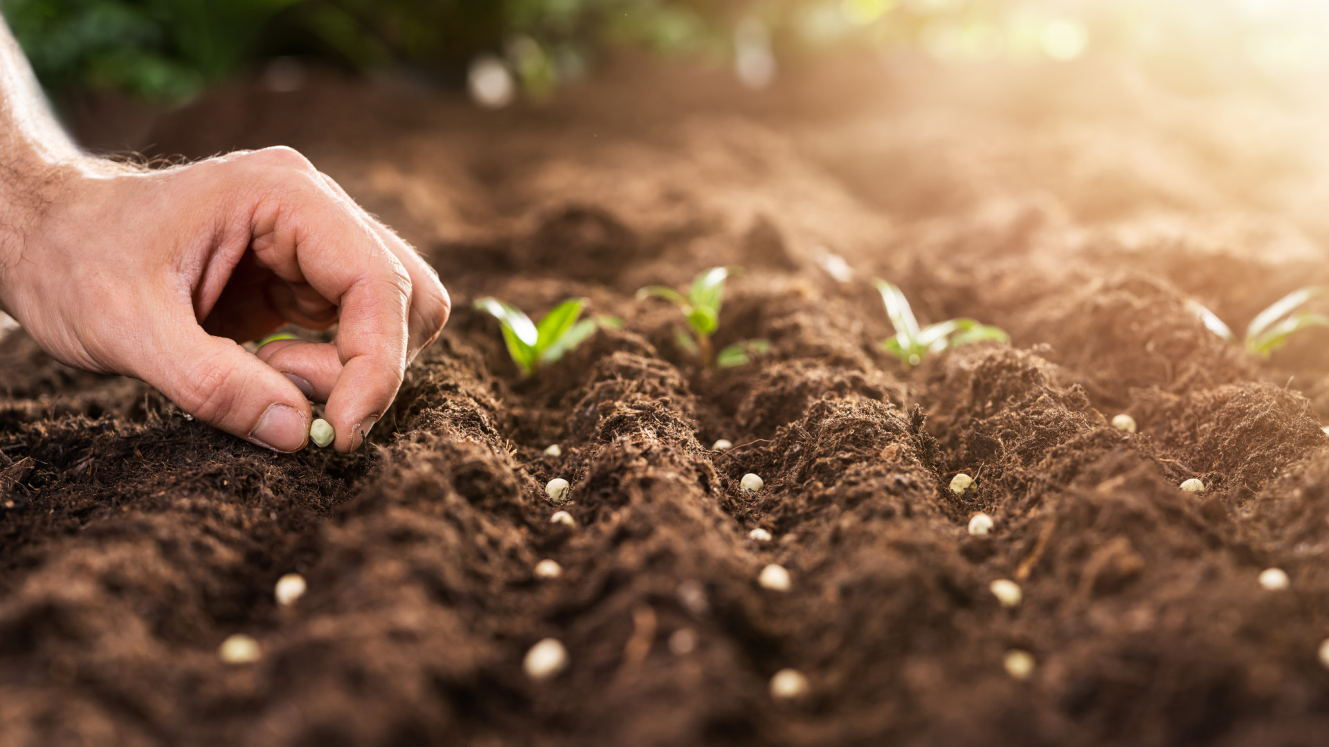 Cultiva estas plantas a partir de sementes? Está a cometer um grande erro