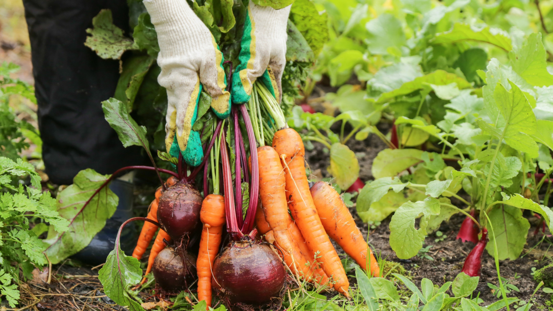 Corra para o jardim e plante estes vegetais! Vai poupar imenso dinheiro