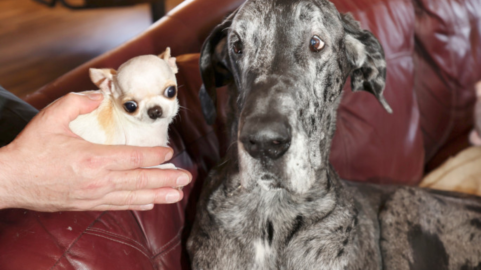 O maior cão do mundo encontrou-se com o mais pequeno. Eis o momento