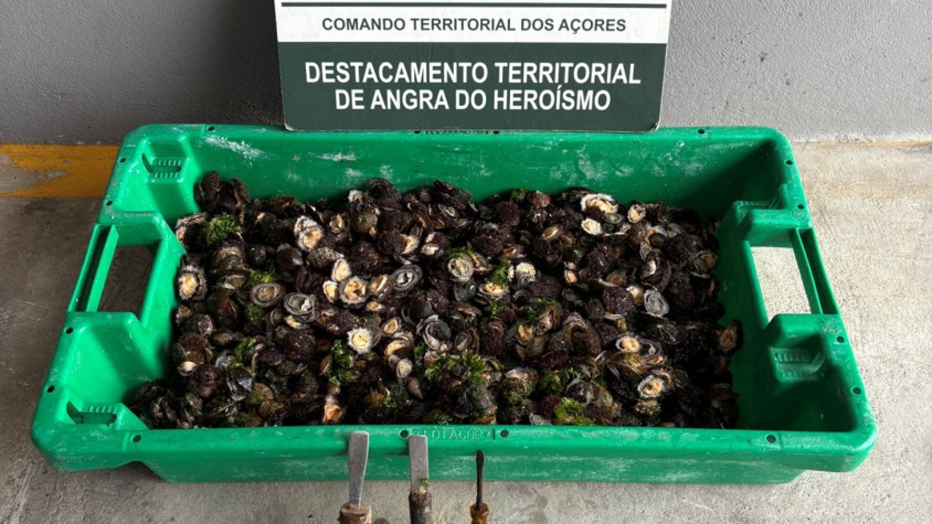 GNR apreende 11,82 kg de lapas nos Açores. Cinco pessoas identificadas
