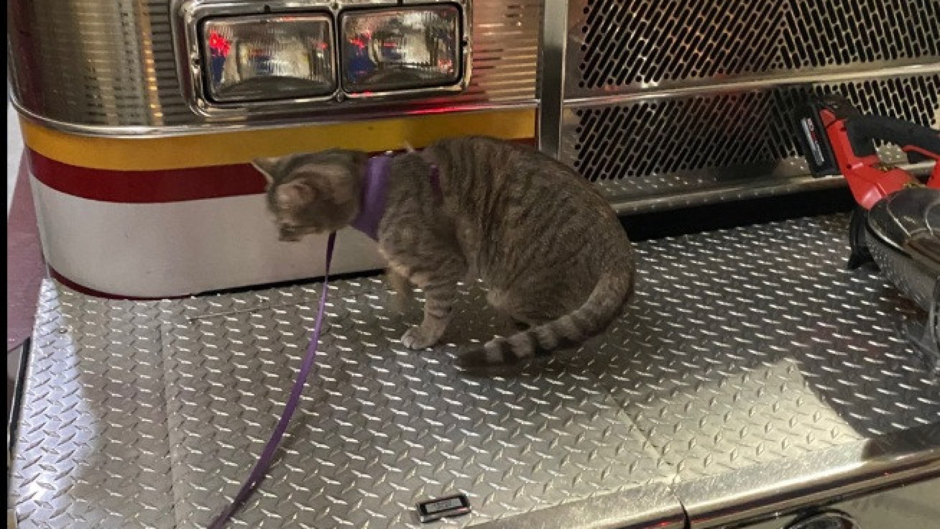 Leva amigo de quatro patas para o trabalho e... ganha novo colega