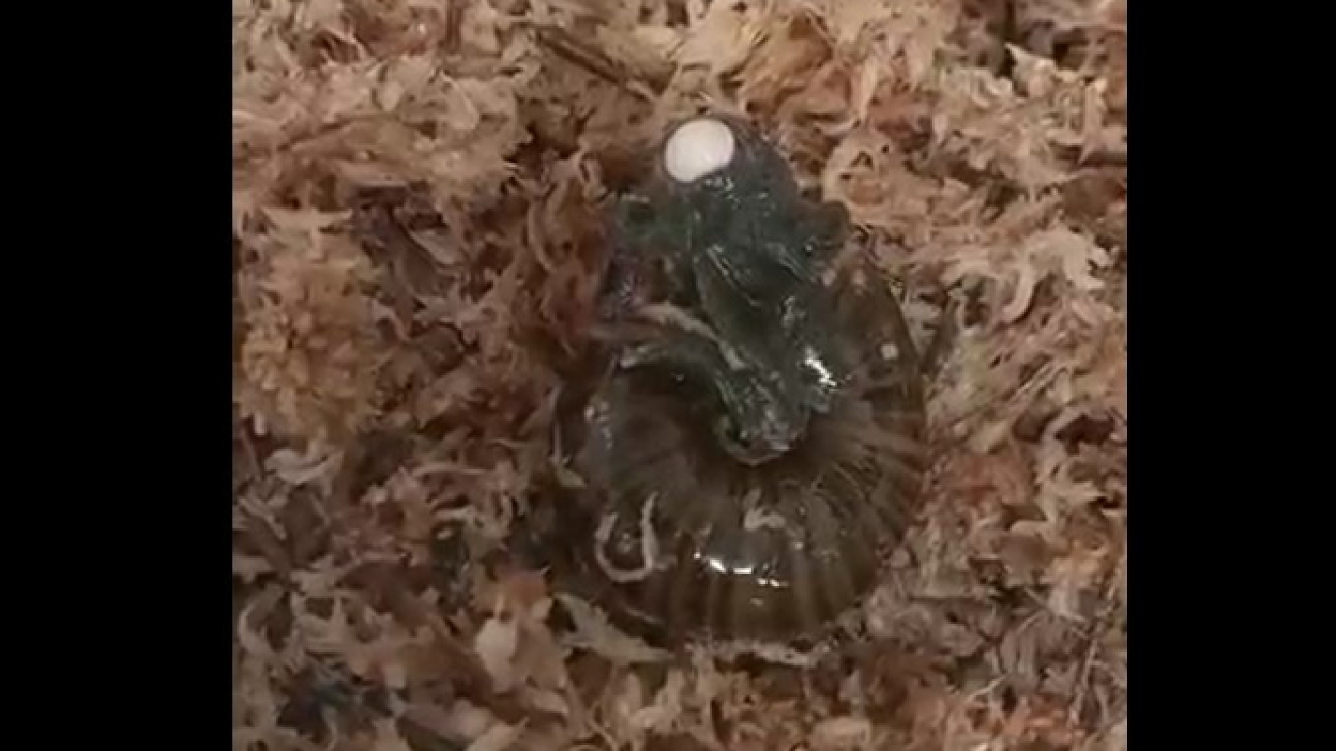 Caracol da Nova Zelândia gravado a dar à luz pelo pescoço. Ora veja