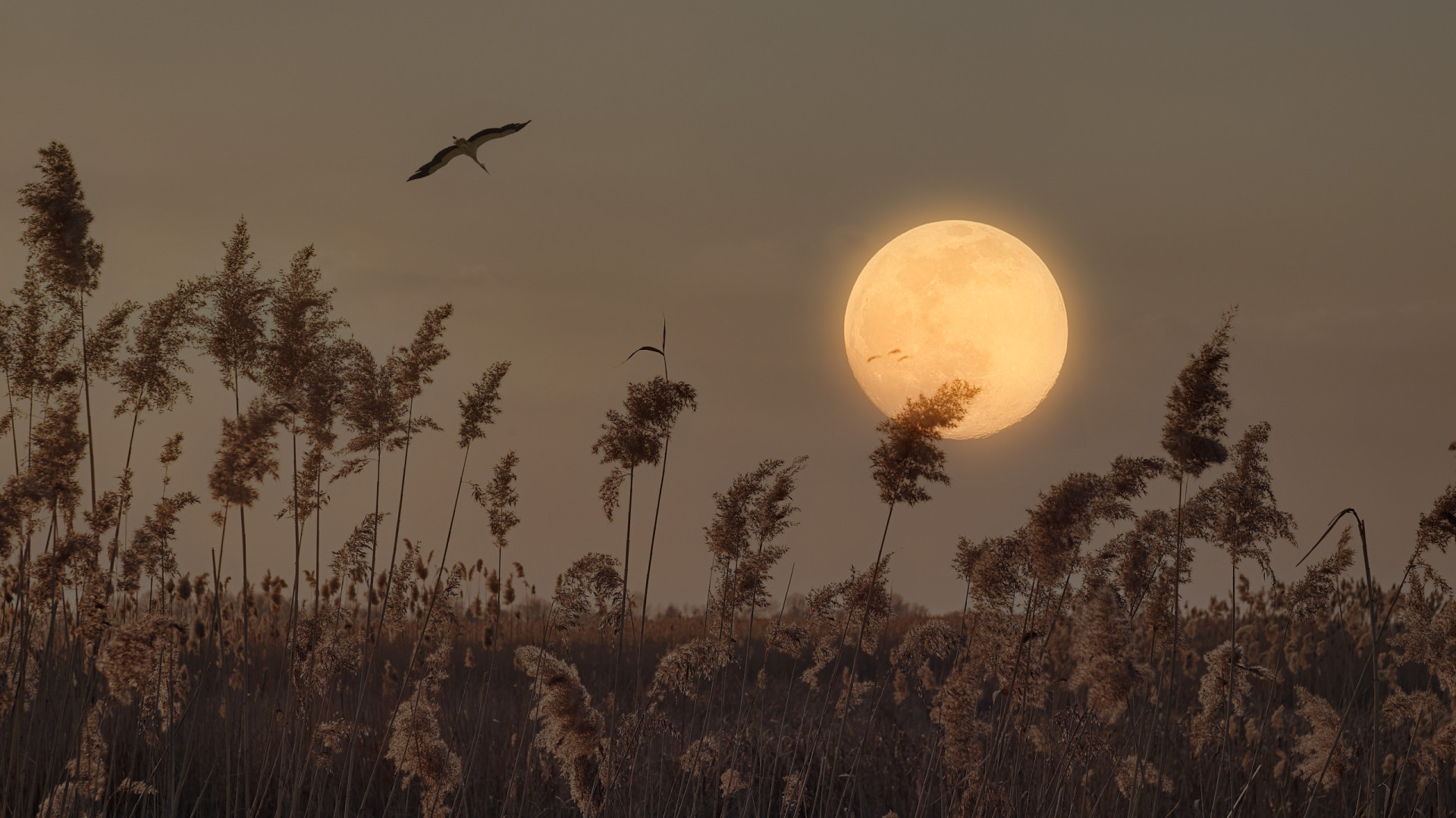 Sabia que o fim de semana começa com a 'Lua do Esturjão'? O que esperar