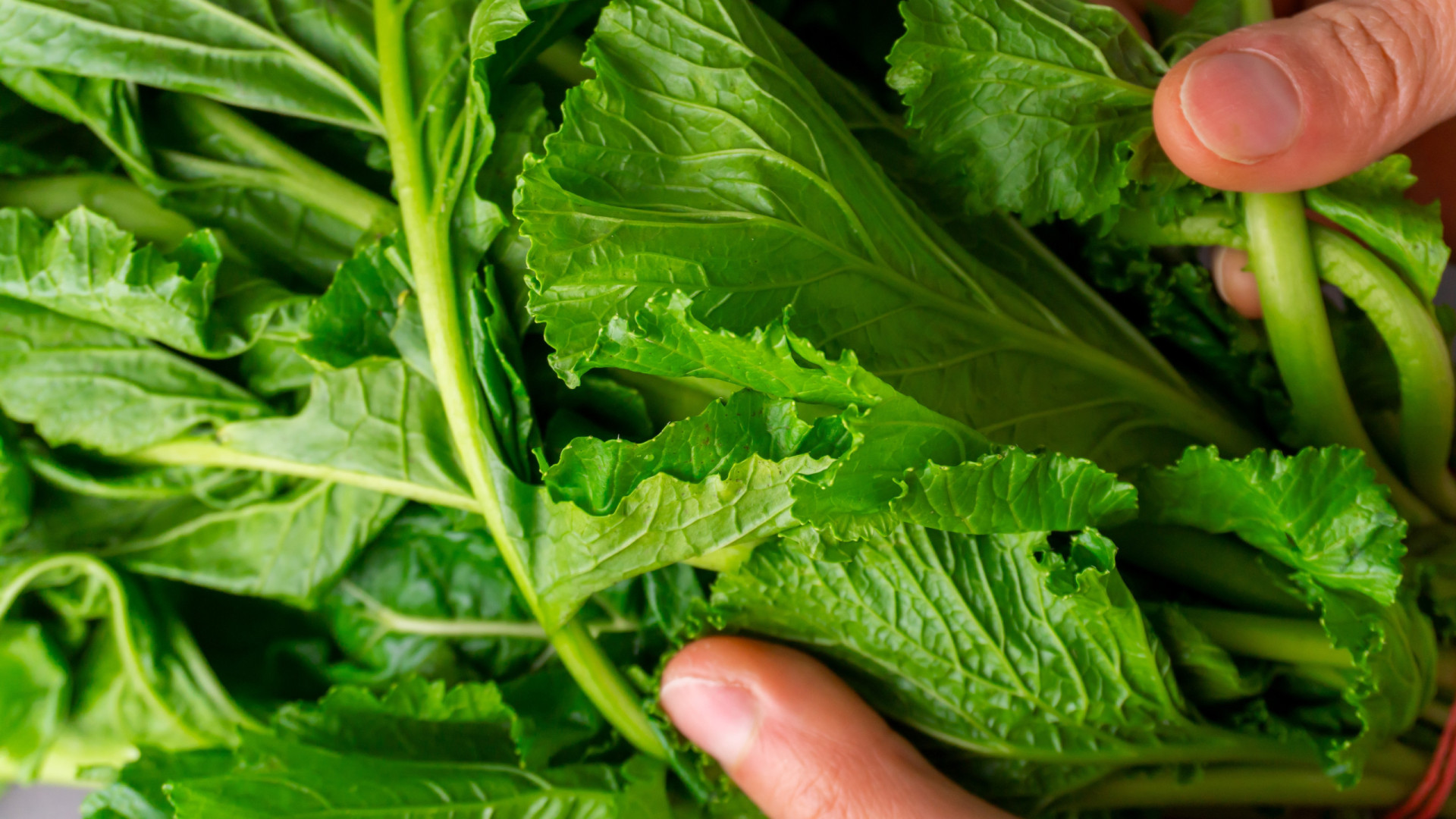 Valença com incentivos à produção pecuária e agricultura biológica