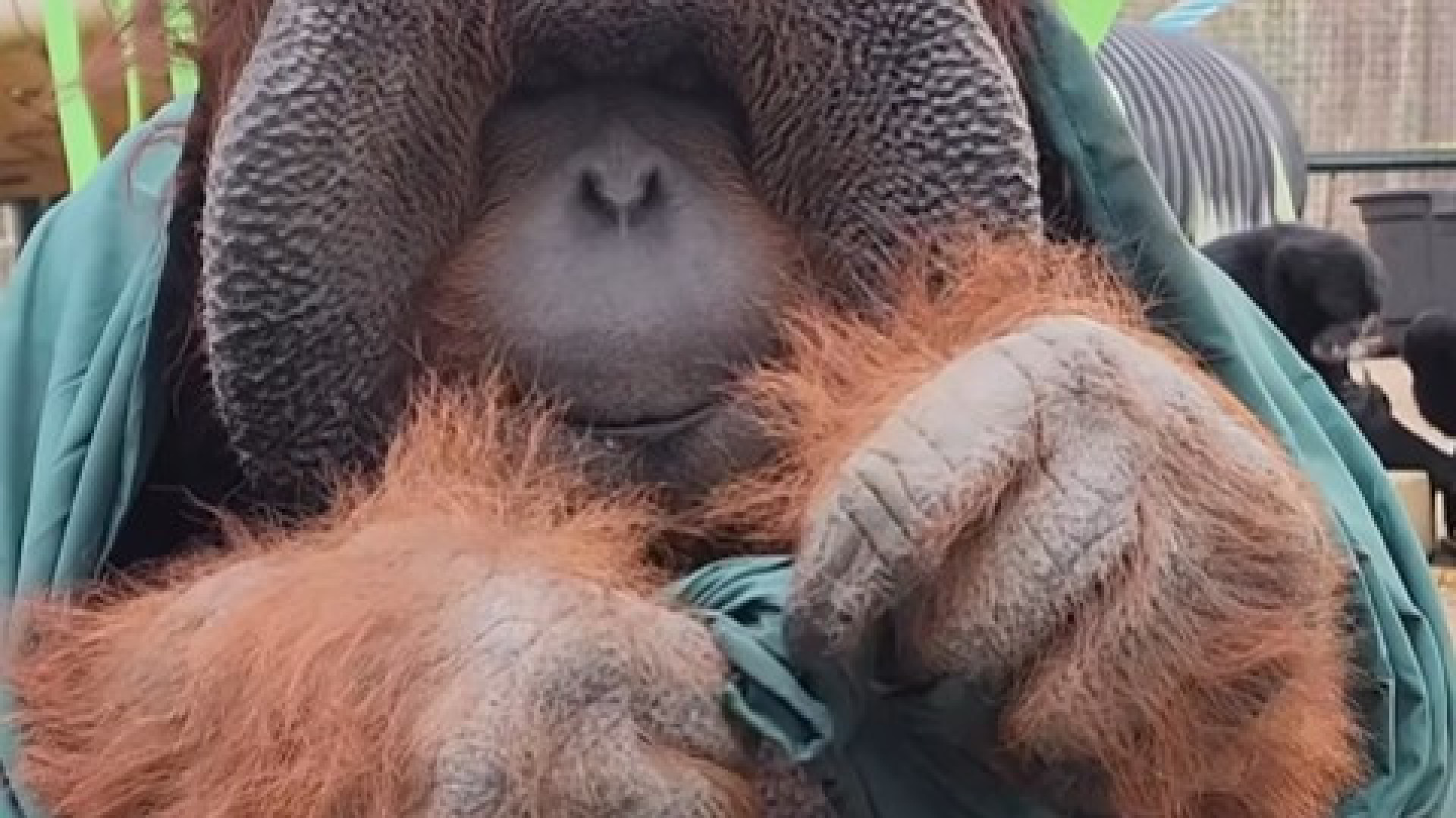 Internet está 'obcecada' pelo orangotango Patrick. Descubra porquê...