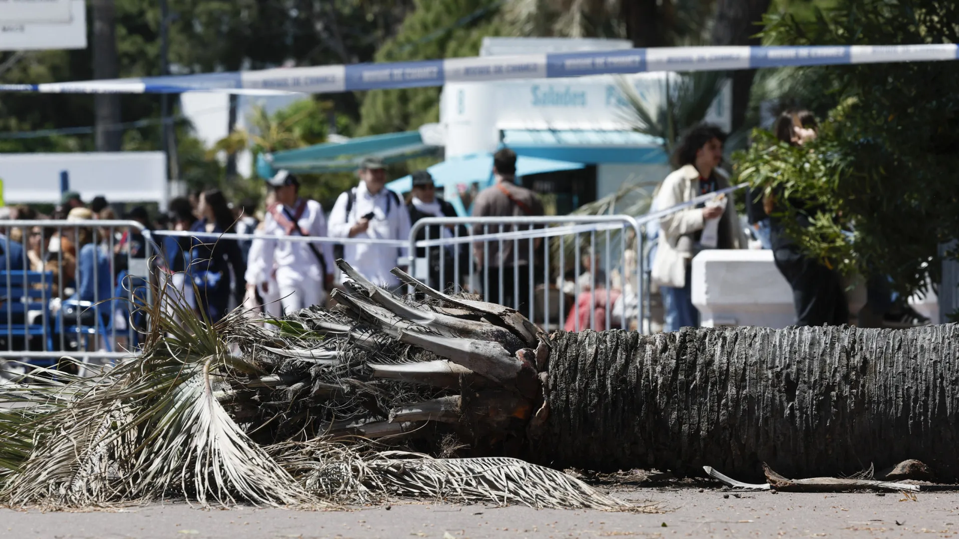 Palmeira cai no Festival de Cannes e deixa homem gravemente ferido