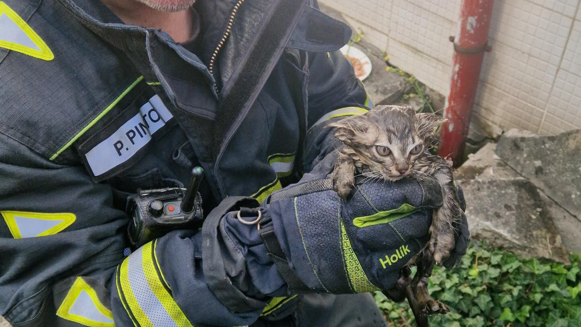 Bombeiros resgatam gatos bebés em Baguim do Monte após alerta de popular