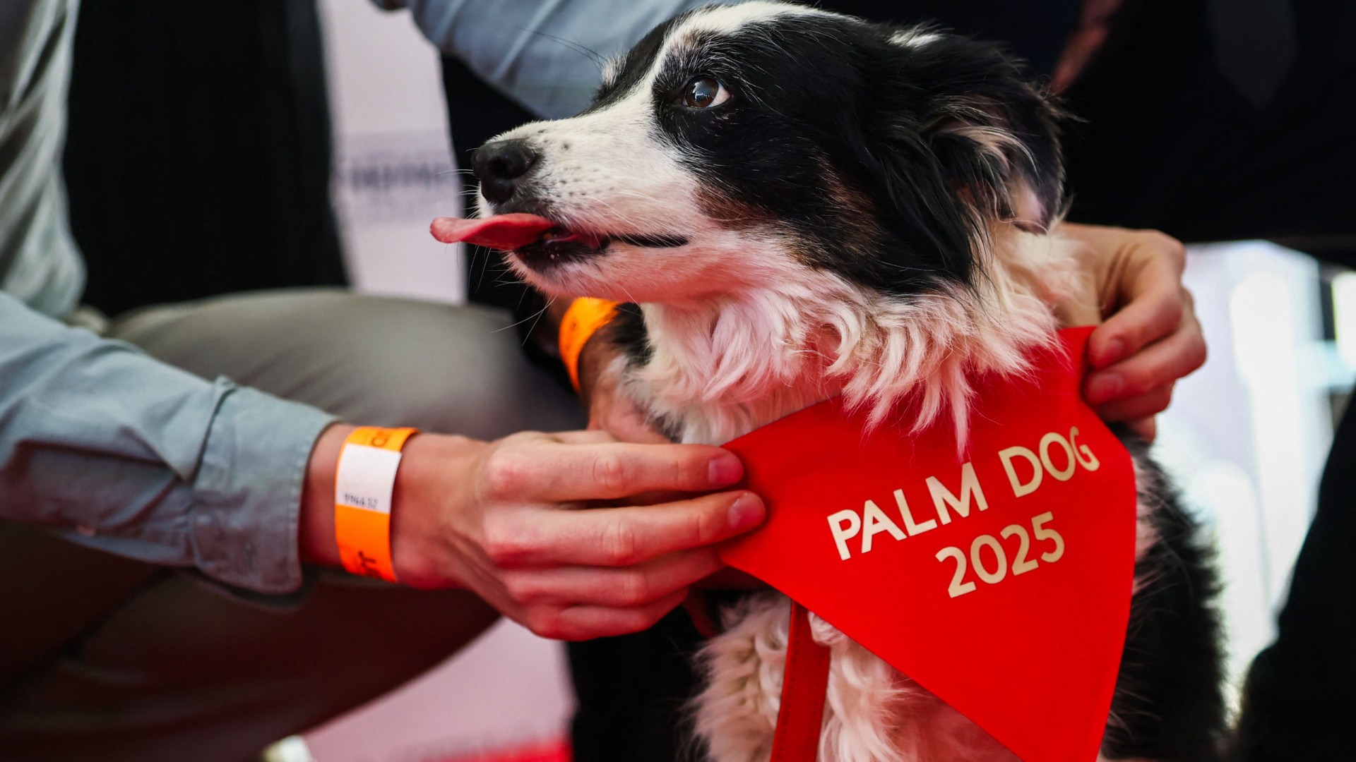 Os cães também brilham em Cannes: Cadela chamada Panda ganha prémio