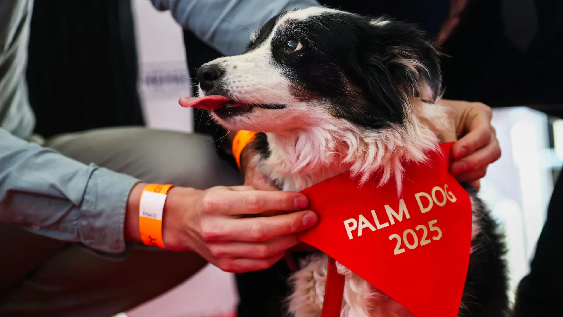 Os cães também brilham em Cannes: Cadela chamada Panda ganha prémio