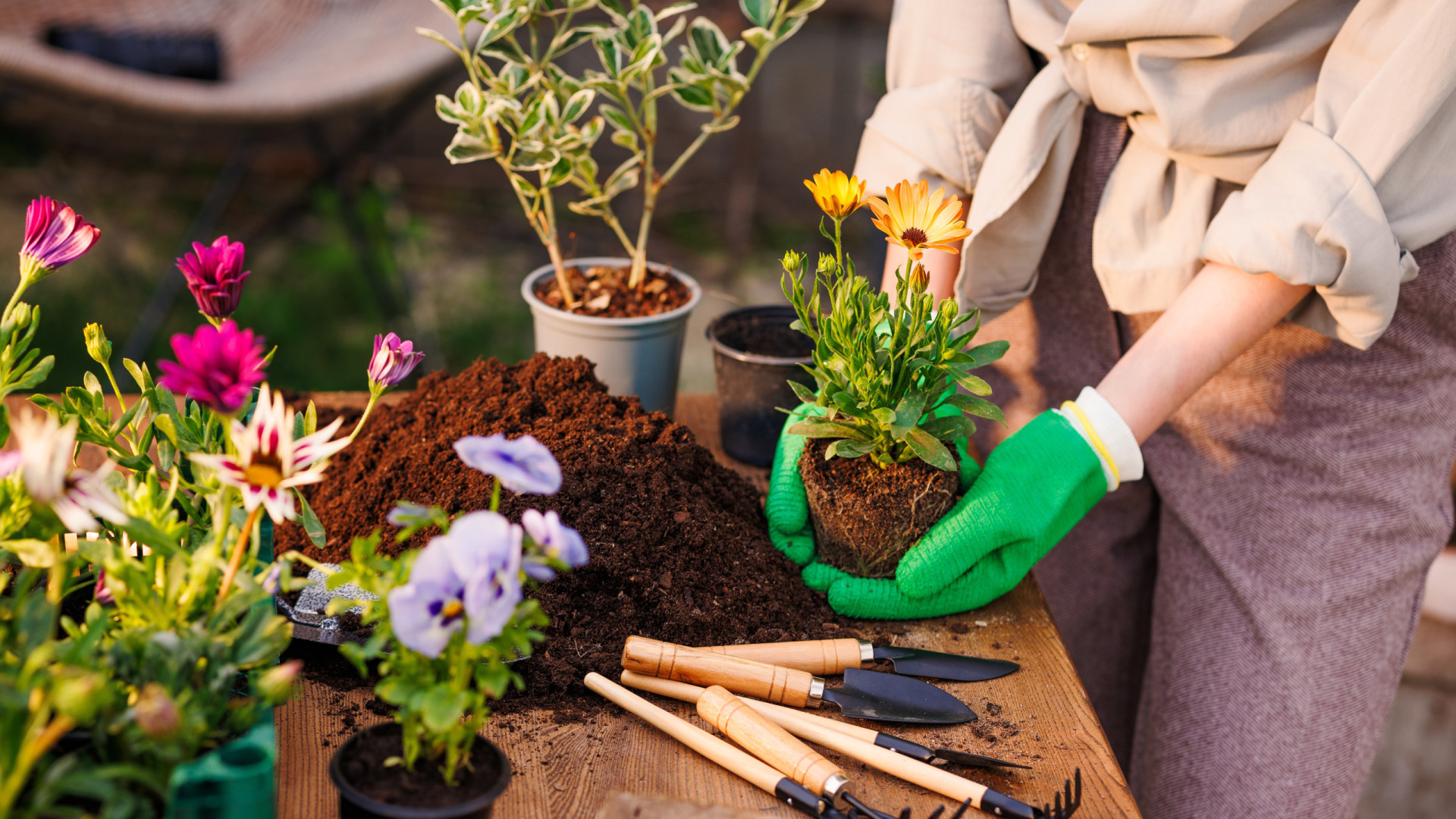 Esta especiaria aromática traz imensos benefícios para as suas plantas