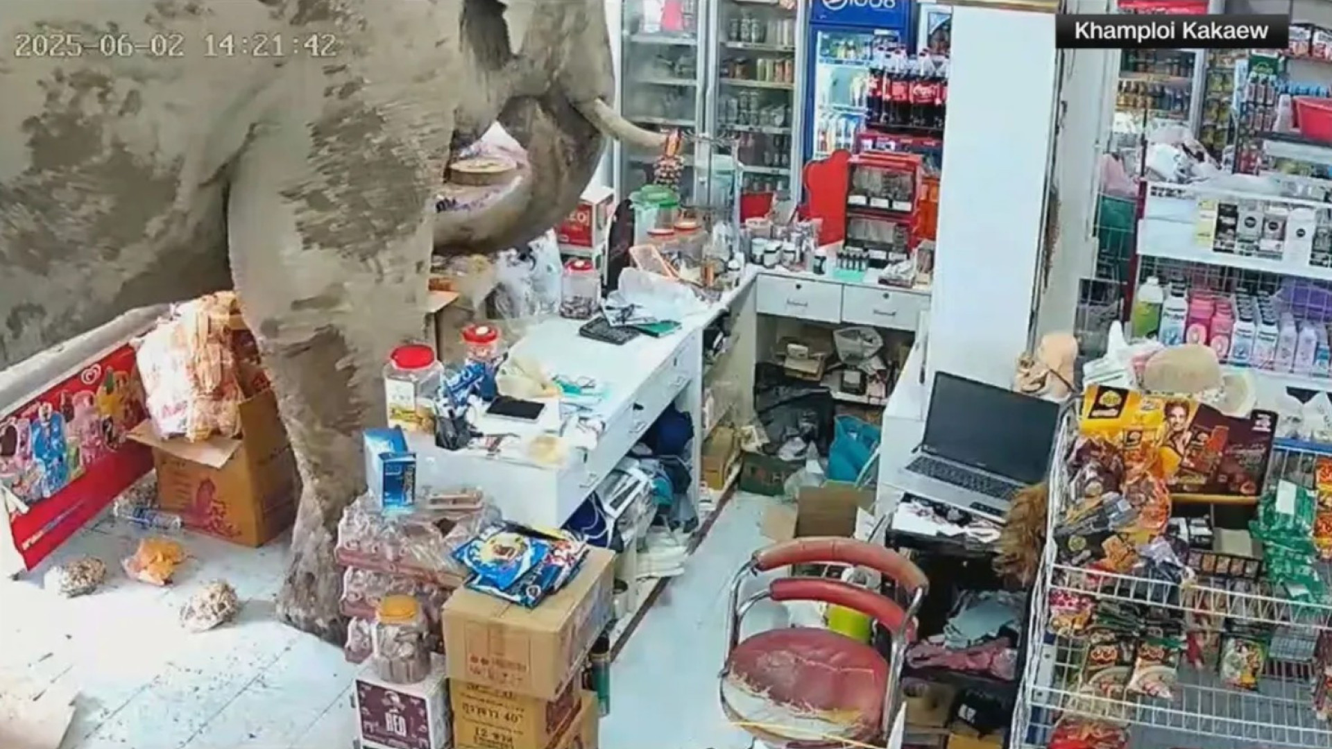 Elefante invade loja e come doces e salgados (durante 10 minutos)