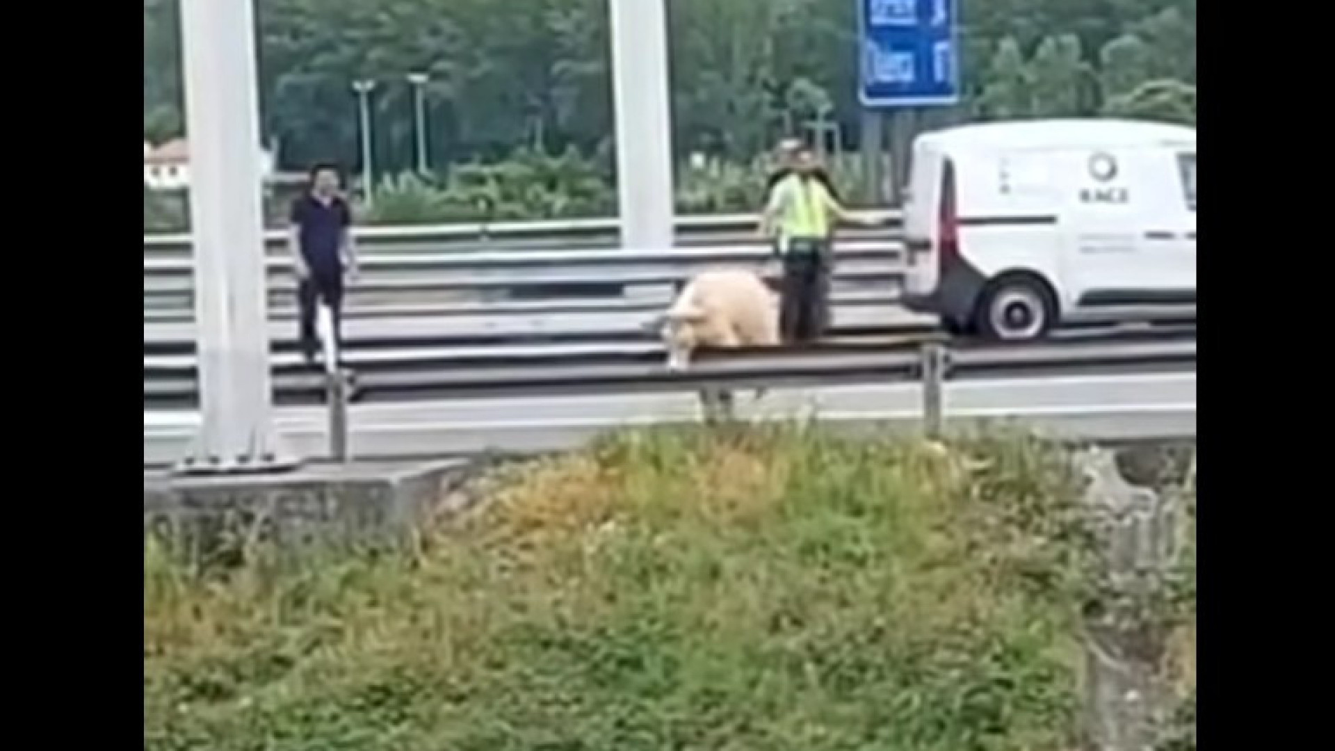 Vaca foge de manada e acaba na autoestrada em Guimarães. O momento