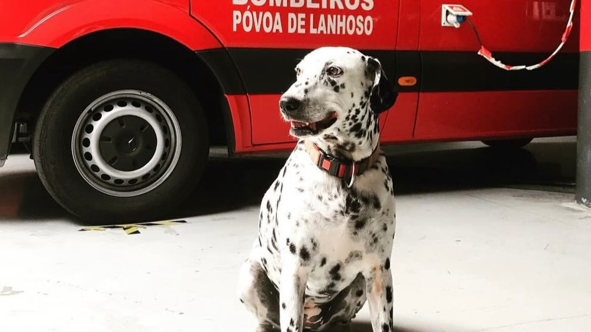Bombeiros despedem-se de Labaredas: “Muito mais do que uma cadela”