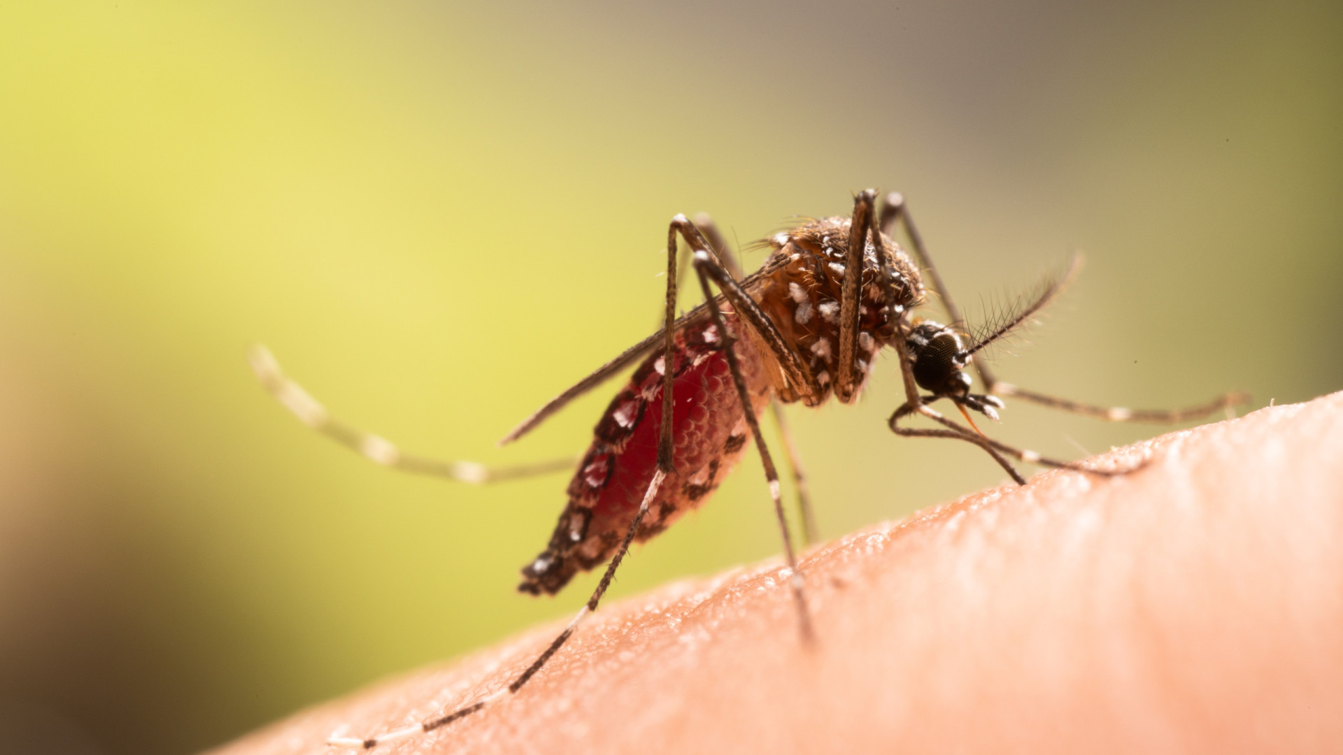 Dengue em Portugal: Uma ameaça possível? 