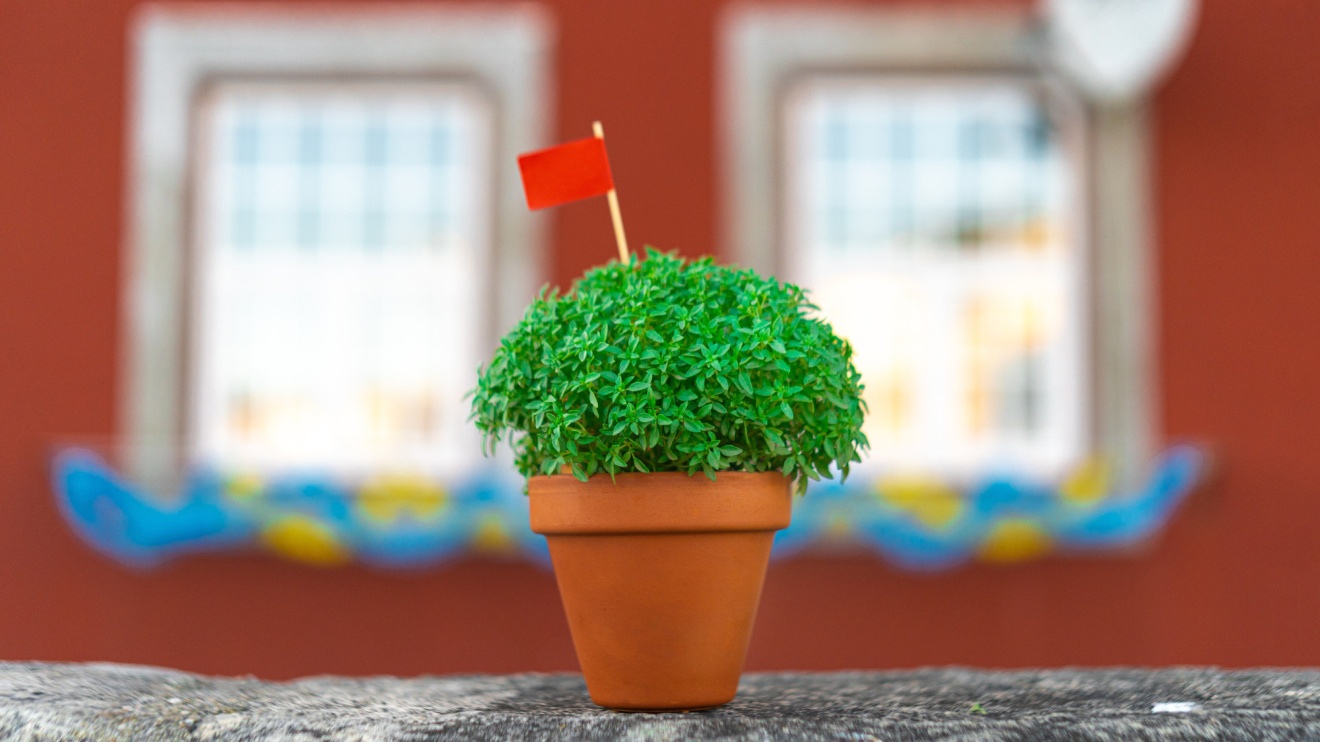 Comprou um manjerico nos Santos? Dicas para mantê-lo sempre viçoso