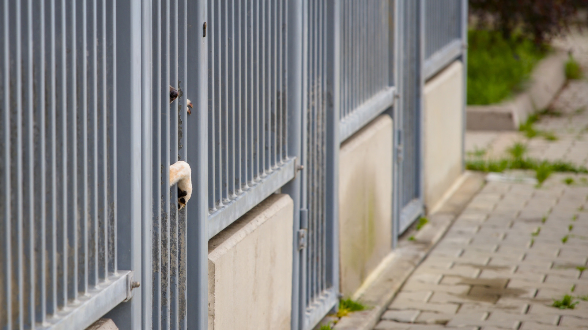Mulher ferida com gravidade após ser atacada por cão em Espanha