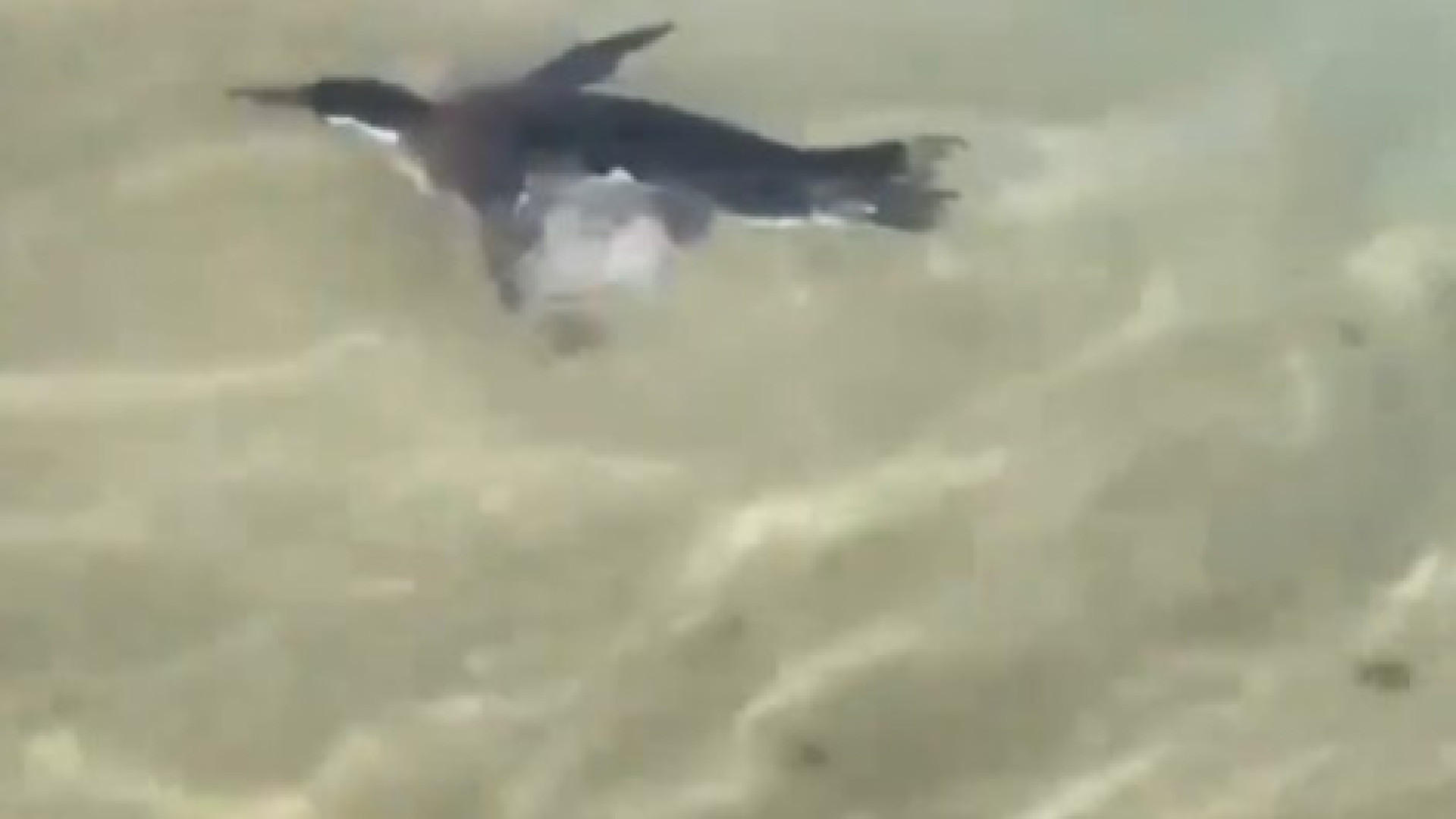 Pinguim surge a nadar em praia do Rio de Janeiro. Veja o vídeo