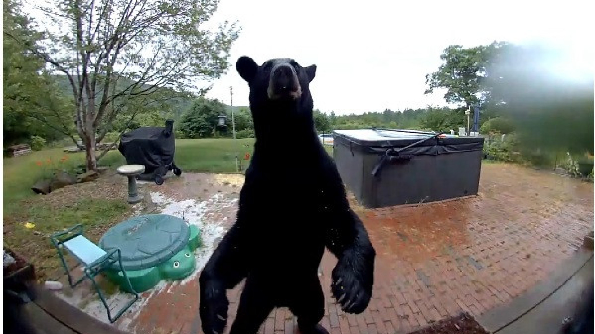 Urso preto invade quintal e toca à campainha: 