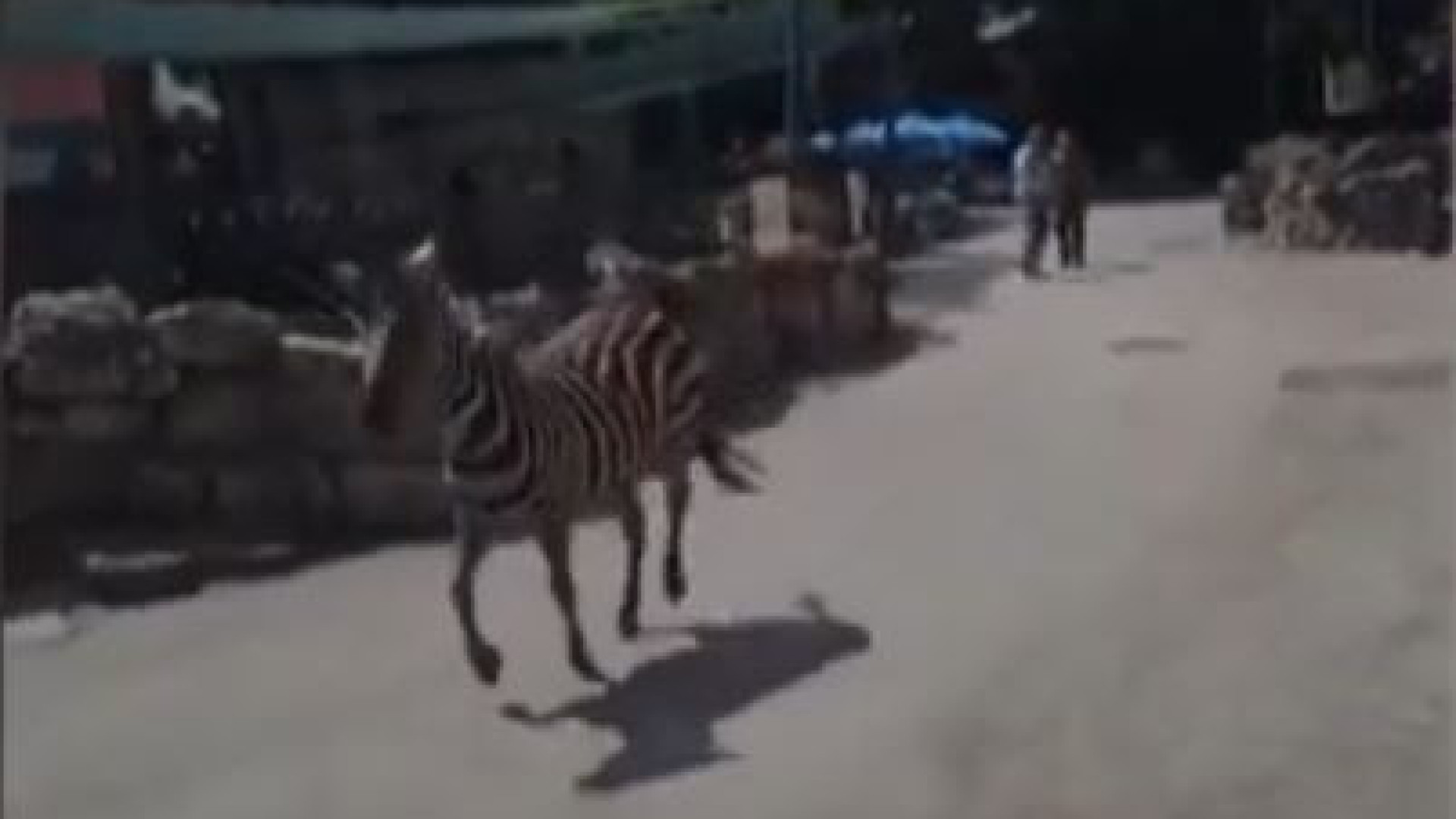 Zebra que escapou de zoo na Sérvia causa ferimentos em três pessoas