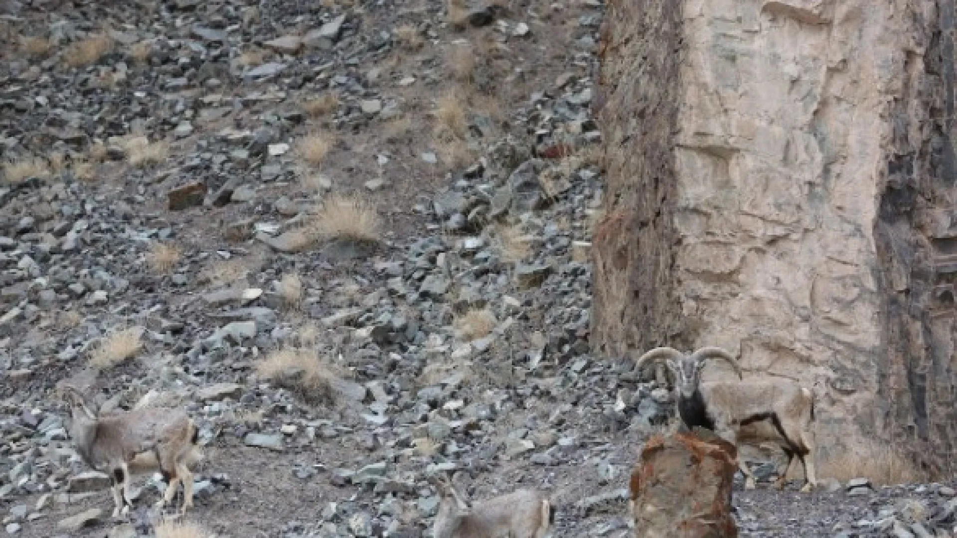 Há um leopardo nesta imagem: Quanto tempo demora a 'caçá-lo'?