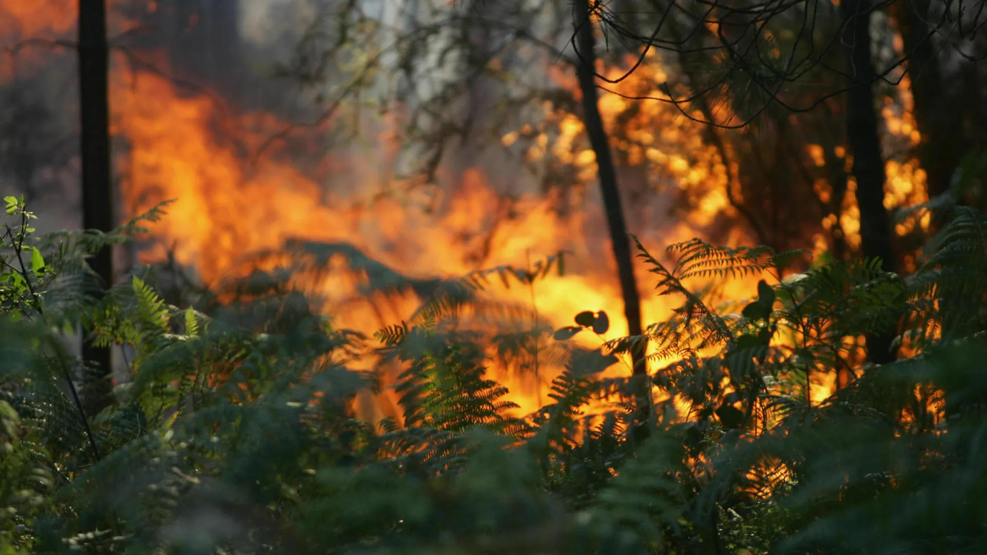 
                    Homem detido pela GNR por crime de fogo florestal em Resende
                