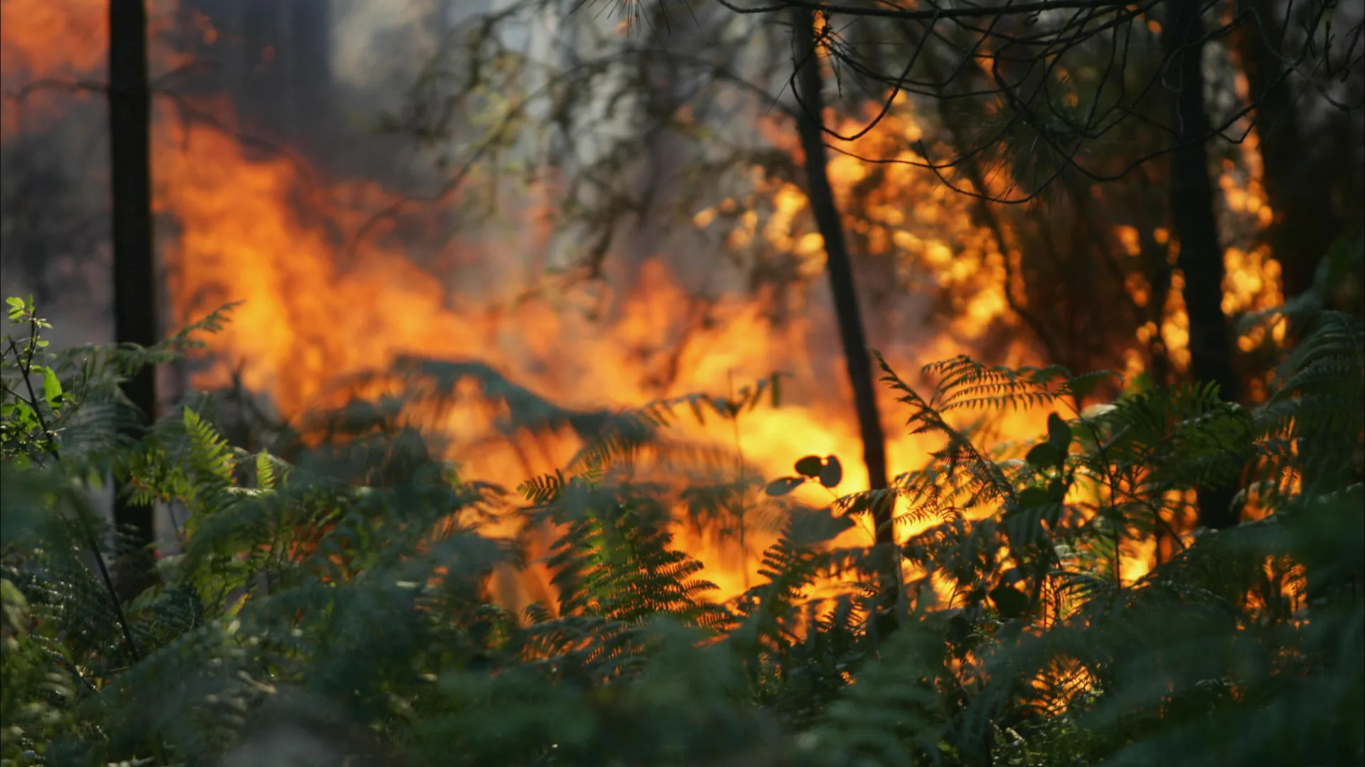 
                    Fogo em Aveiro entrou em fase de rescaldo às 22h11, diz Proteção Civil
                
