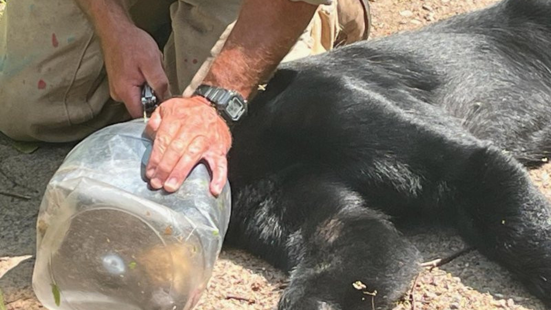 Ursa resgatada após ficar com a cabeça presa num frasco mais de 1 semana