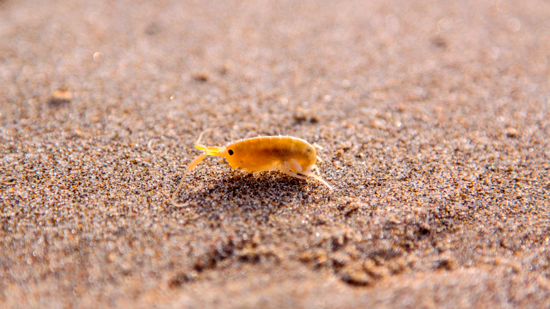 Pulgas-do-mar. O que são estes parasita minúsculos que incomodam tanto?