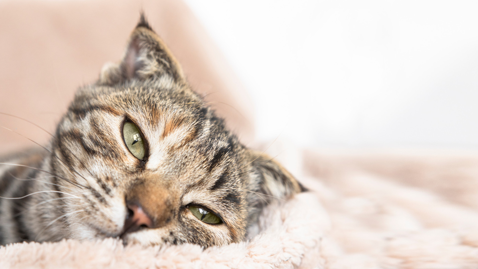Estudo revela que gatos podem ter demência tal como os humanos
