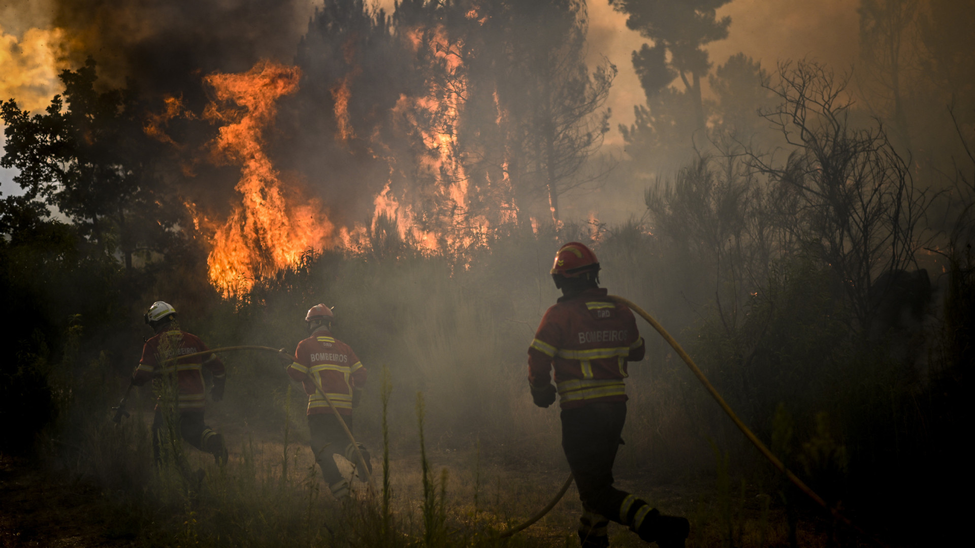 Fogos de Trancoso e Arganil com mais de 40 mil hectares ardidos cada