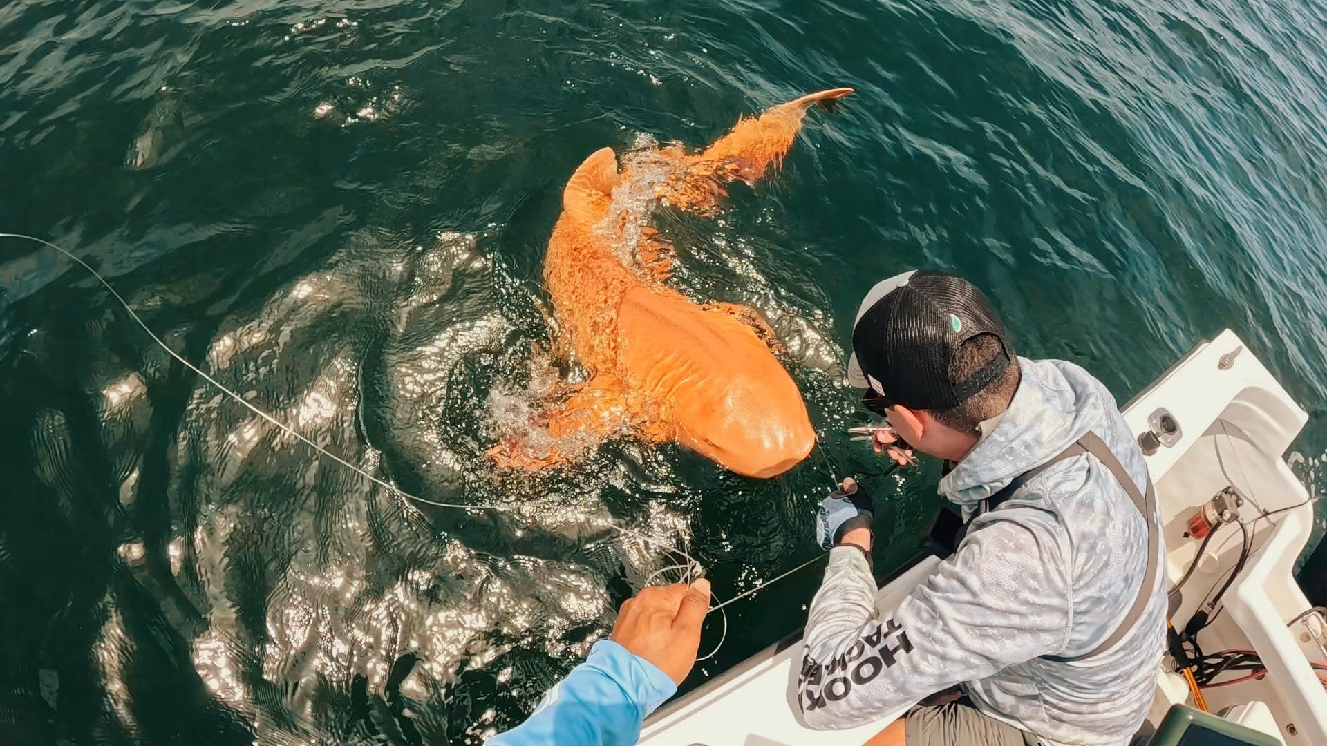 Tubarão laranja e olhos brancos na Costa Rica. Será o 1.º a ser avistado