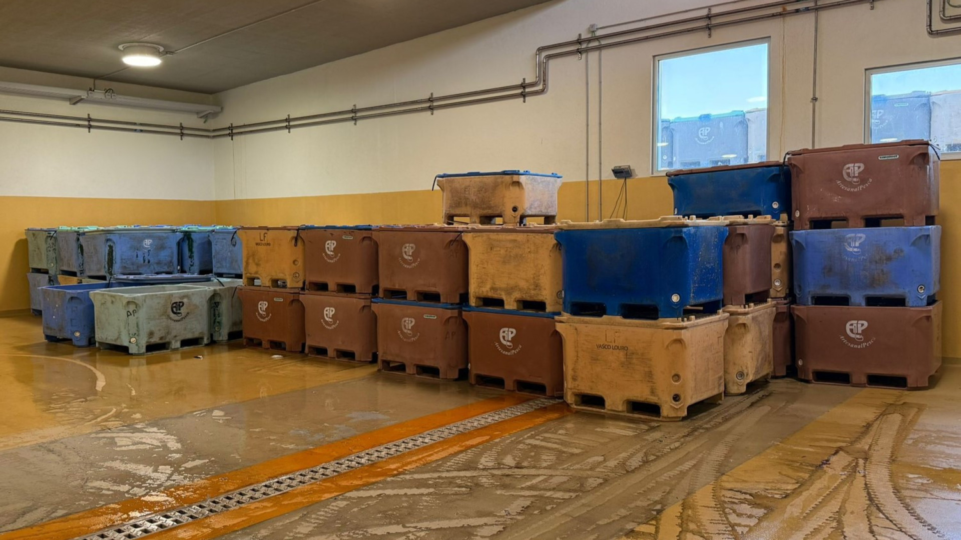 GNR apreende 20,4 toneladas de cavala subdimensionada em Sesimbra