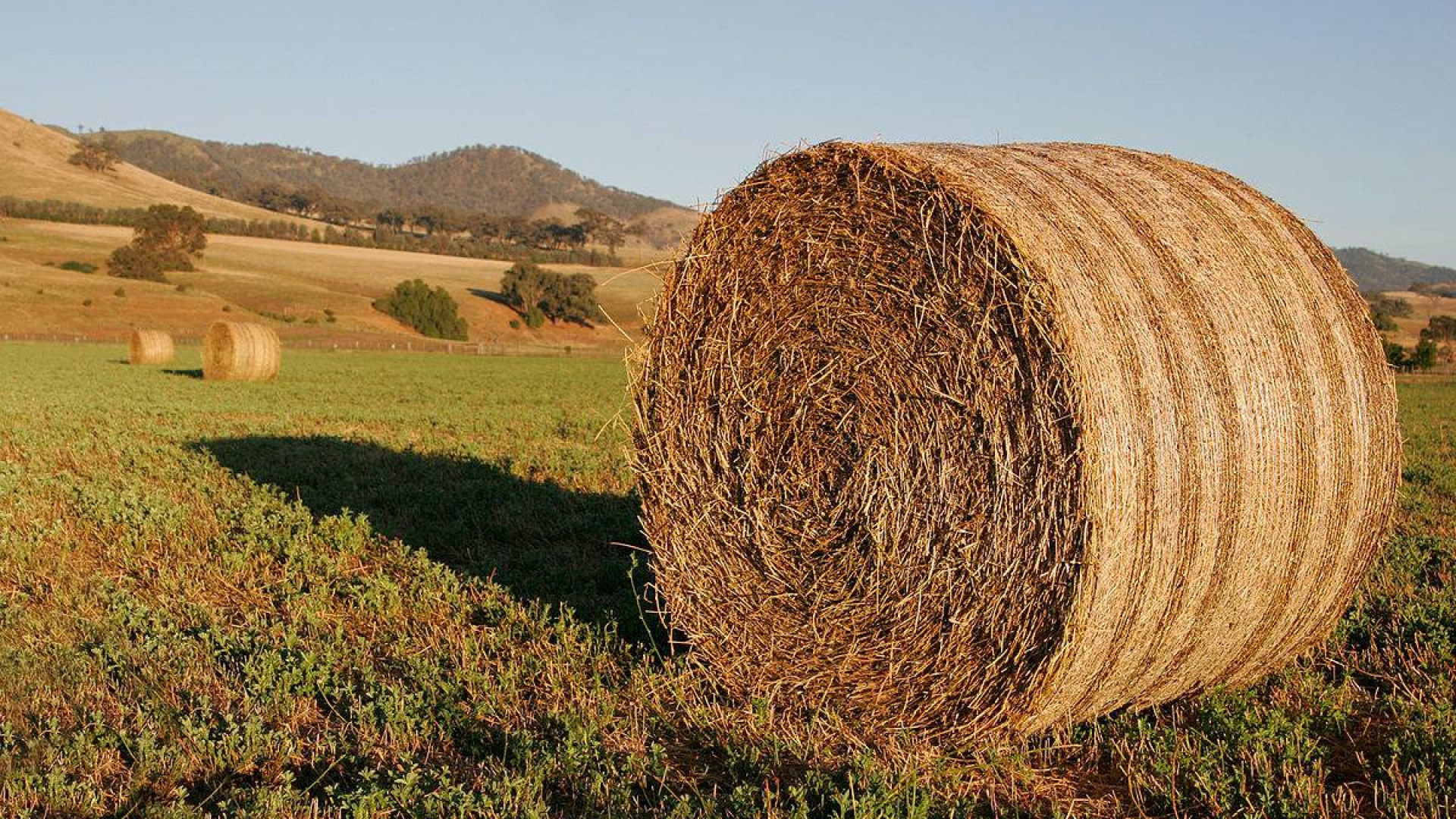 Fundão ajuda agricultores com fornecimento de alimento para animais