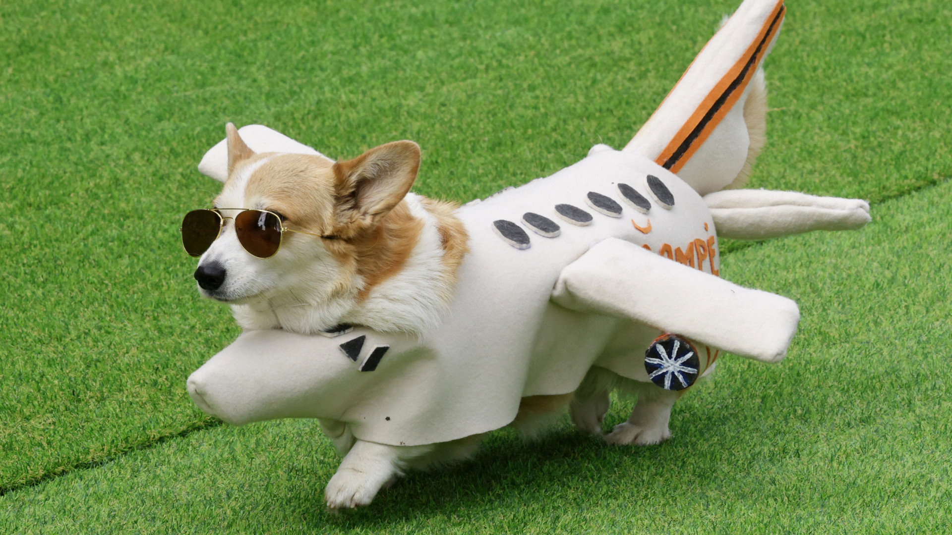 Vilnius acolhe competição internacional de corgis. As (adoráveis) imagens
