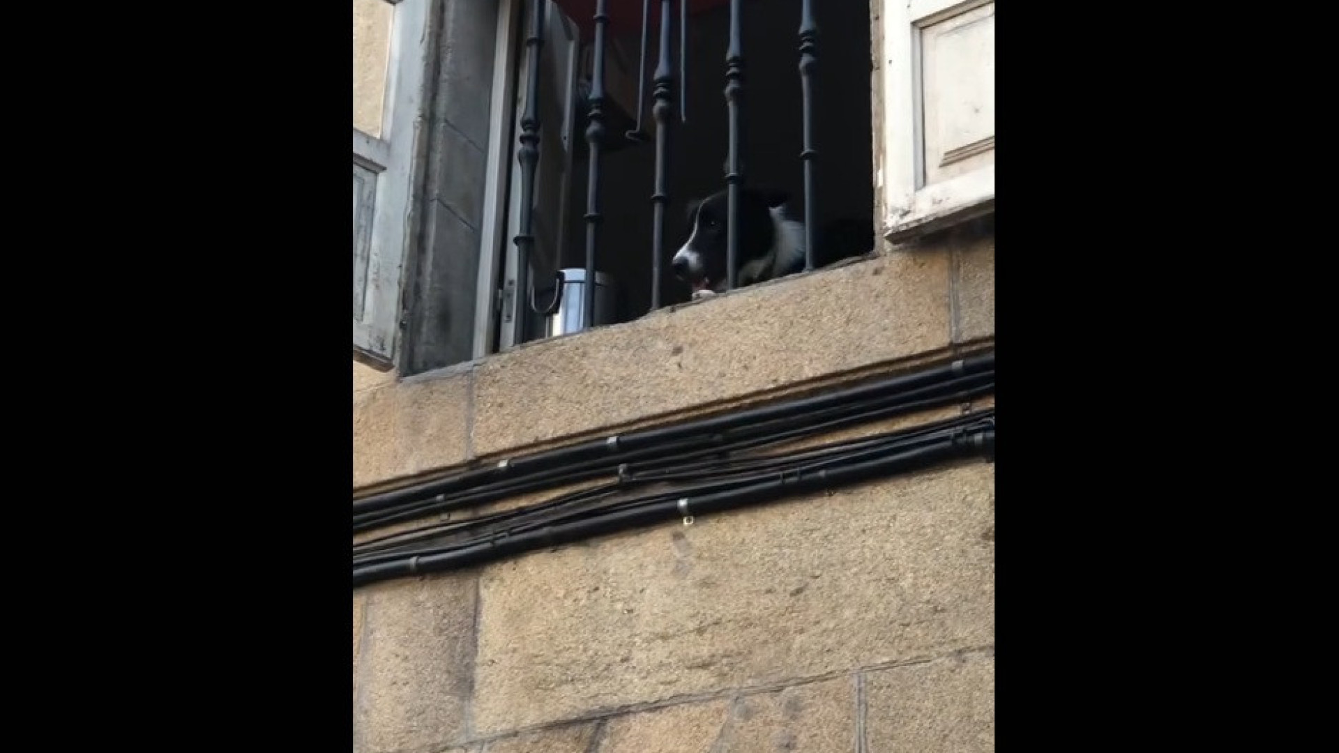 Cão torna-se atração turística em Santiago de Compostela. Veja porquê