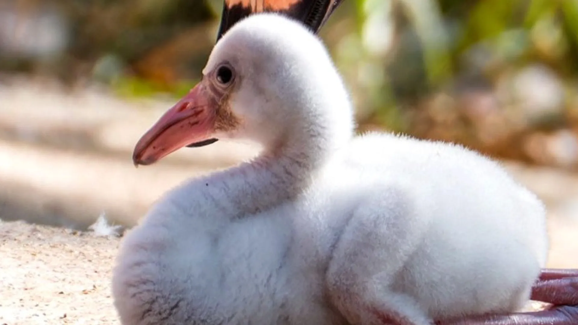 "Penas cinzentas, passos inseguros". Há novas crias de flamingo no zoo