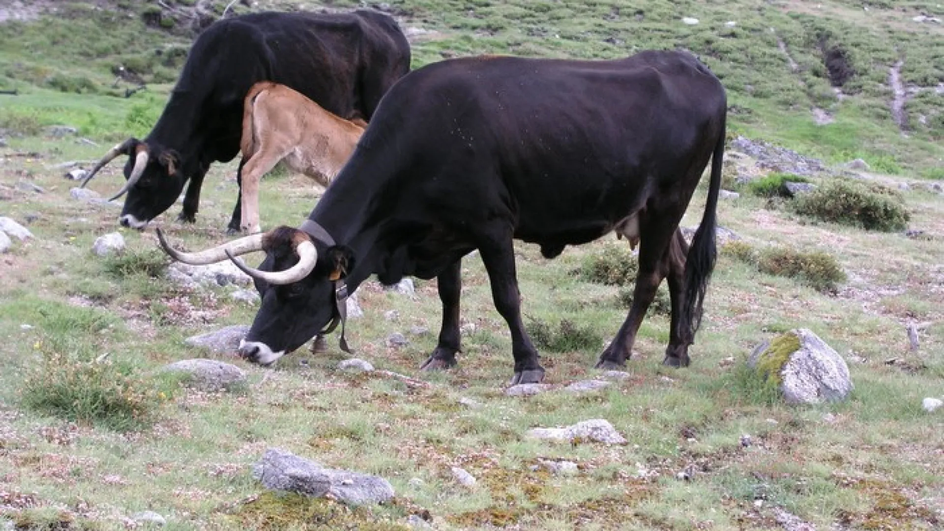 
                    Produtores da serra do Alvão recebem ajuda para alimentar vacas maronesas
                