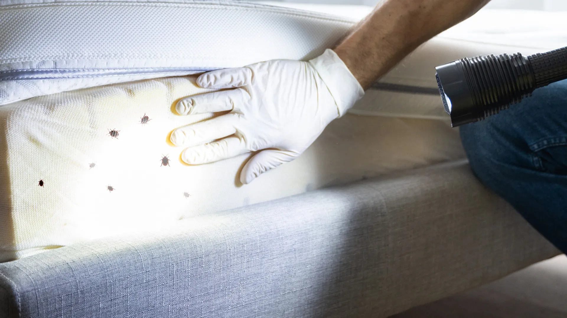 
                    Percevejos no quarto de hotel: Áreas críticas e como evitá-los
                