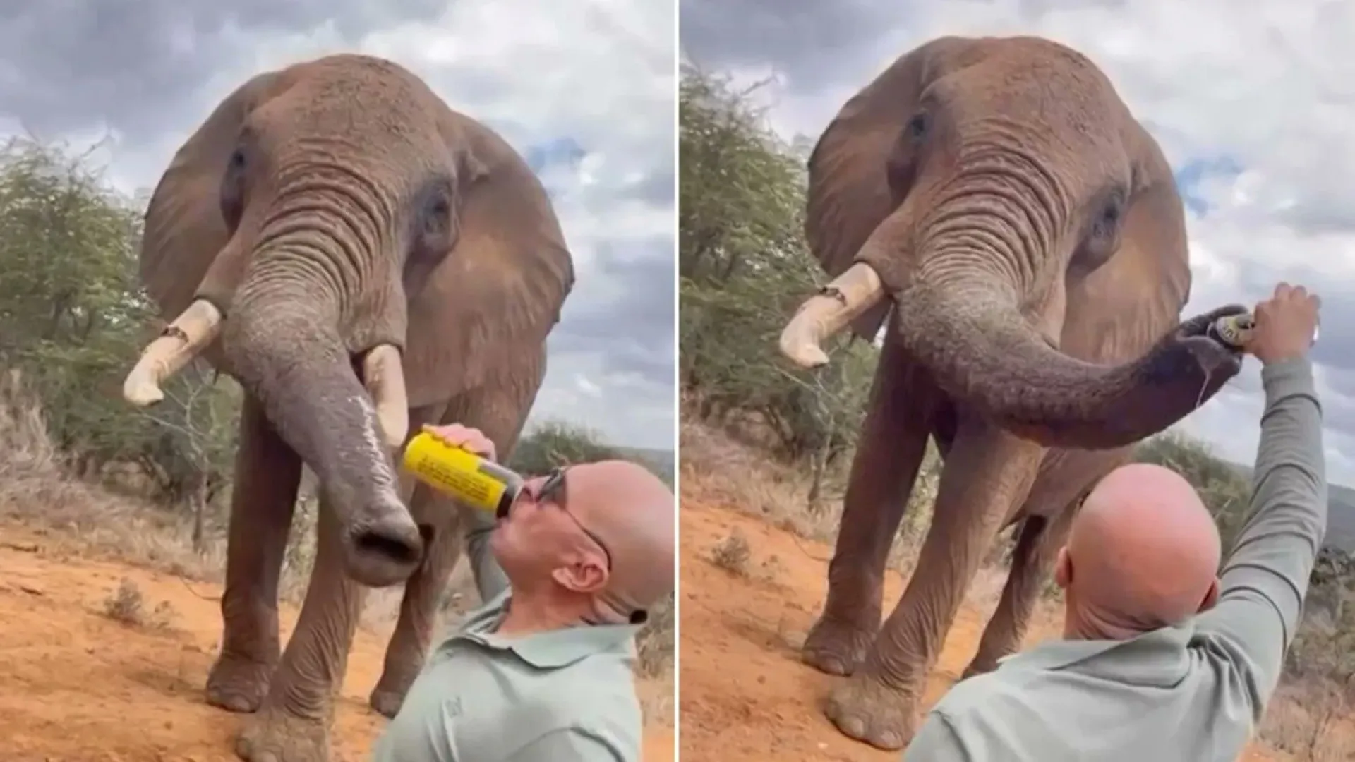 
                    Autoridades investigam turista que deu cerveja a elefante: 