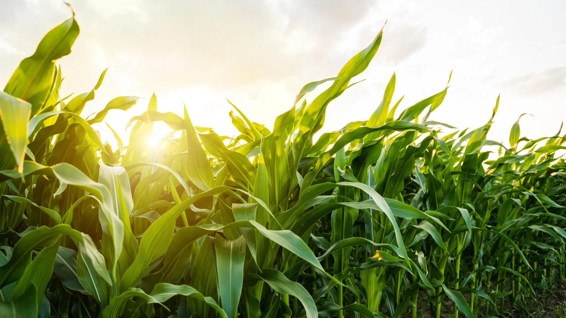 
                    Estado e agricultores assinam protocolo para proteger milho dos javalis
                