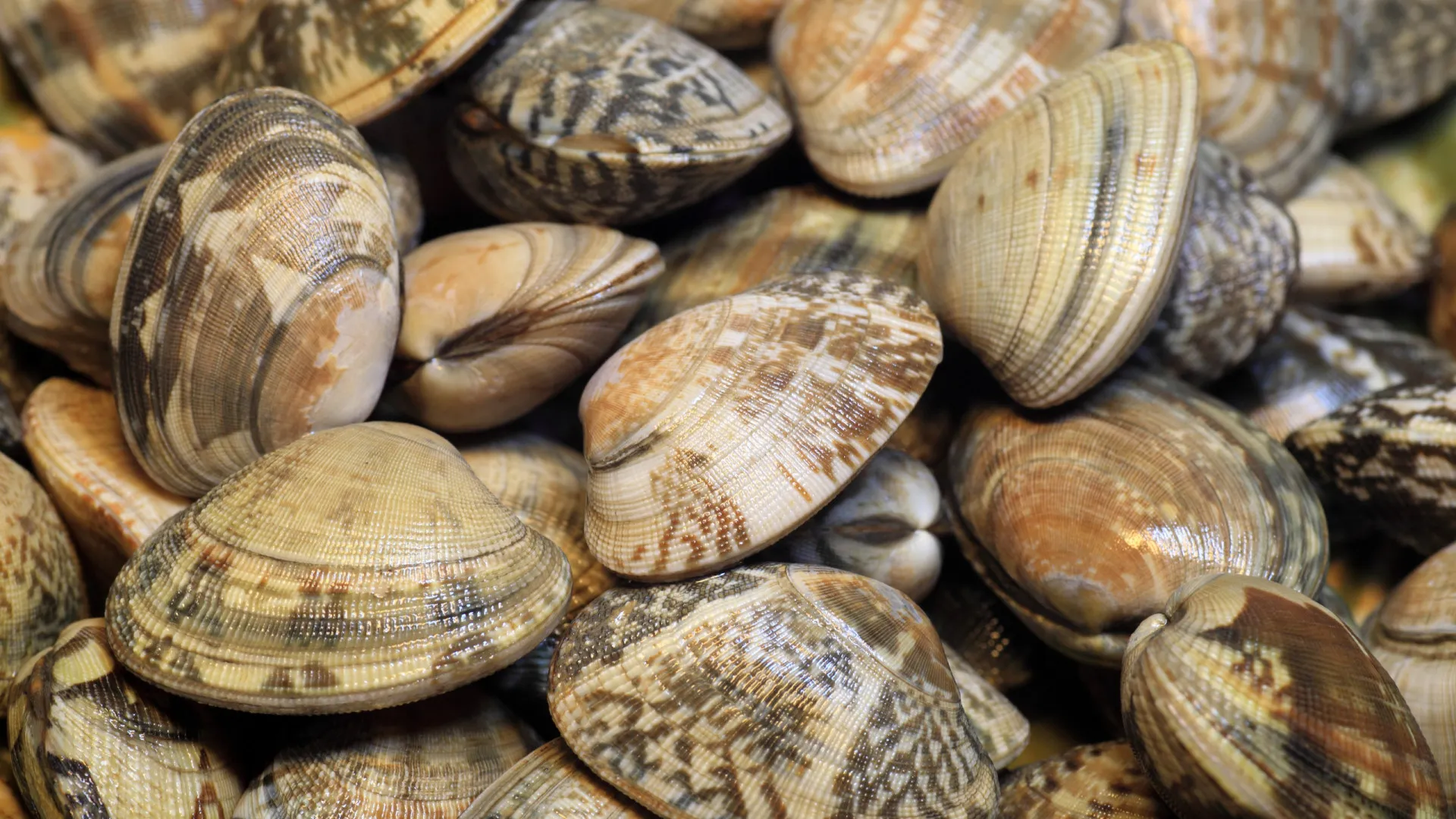 
                    Amêijoa contaminada? 