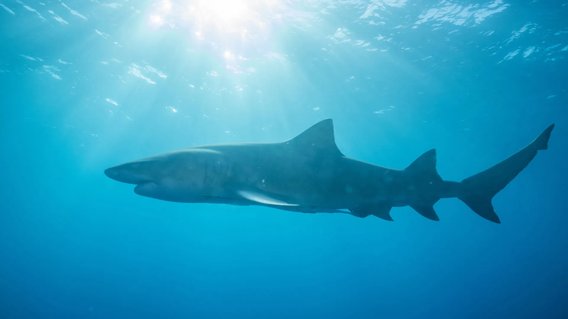 
                    Mulher morre em ataque de tubarão na Austrália. Homem em estado grave
                