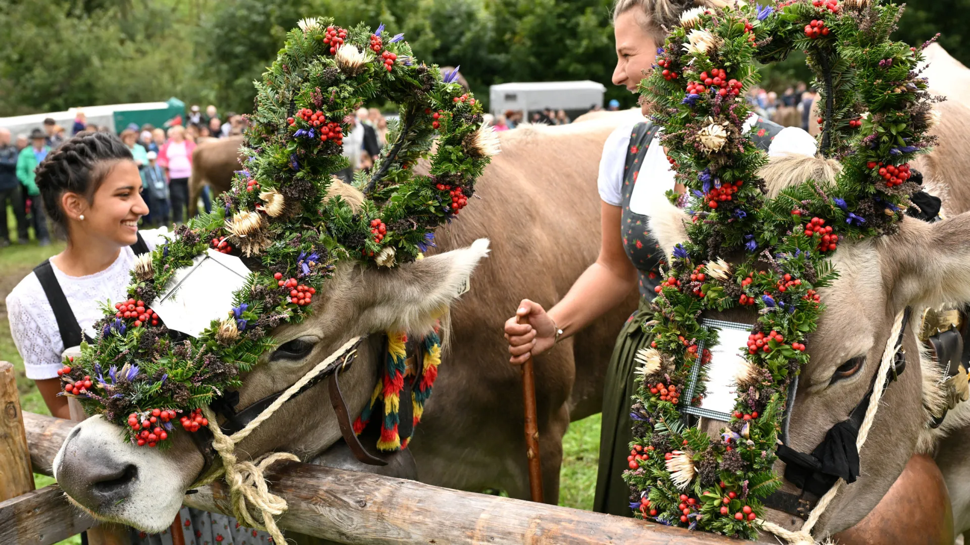 
                    Almabtrieb, o ritual das vacas dos Alpes que marca o final do verão
                